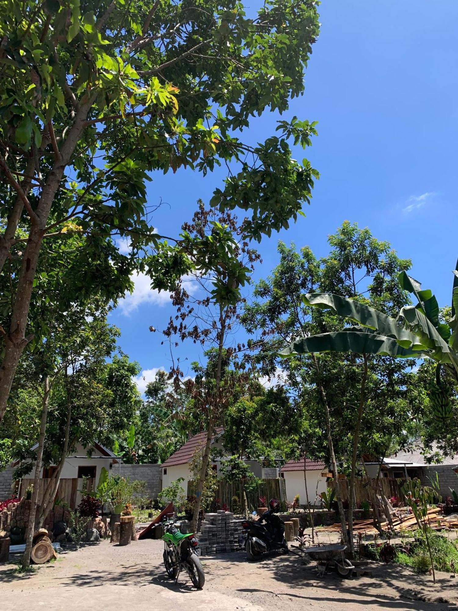 Avocado Homestay Tetebatu Exterior foto